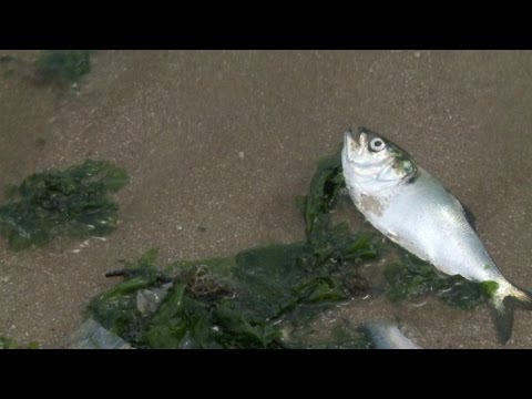Cómo mueren los peces en el río