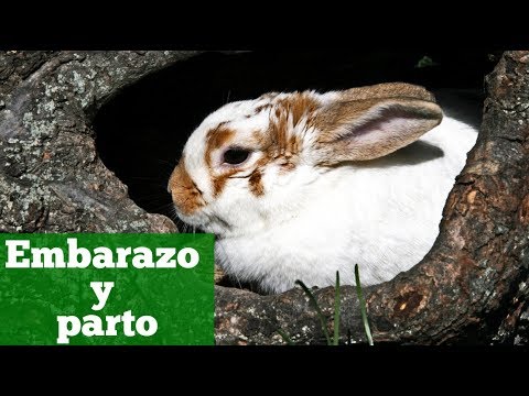 Cómo construyen los conejos de cola de algodón nidos para dar a luz