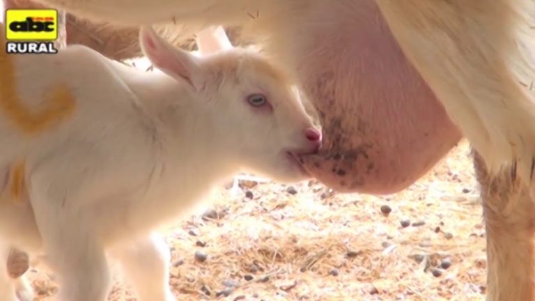 Cómo cuidar a las cabras chinas bebes