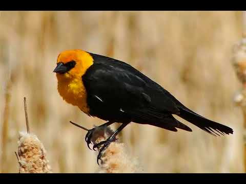 Cómo se llama un pájaro negro con pecho amarillo