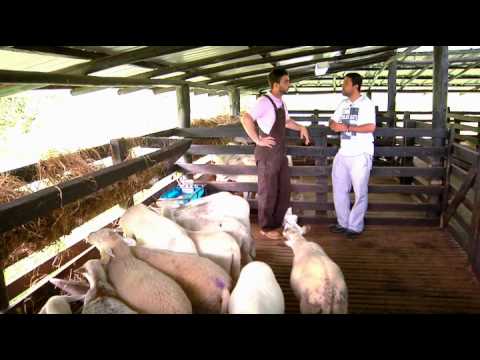 Cómo alimentar con pulpa de remolacha a una oveja