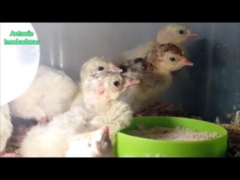 Cómo incubar huevos de pavo salvaje