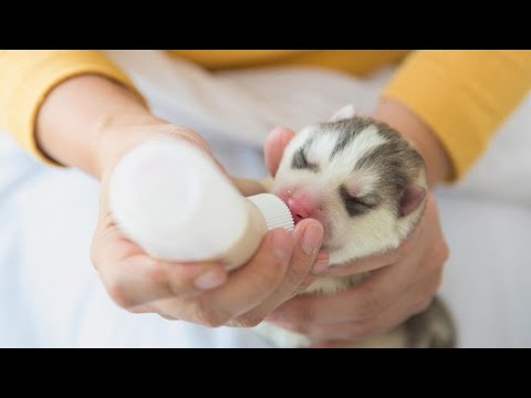 Cómo alimentar y cuidar a un cachorro de 3 meses de edad