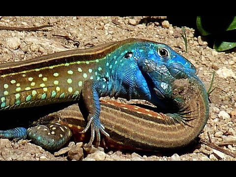 Que comen los lagartos en la naturaleza