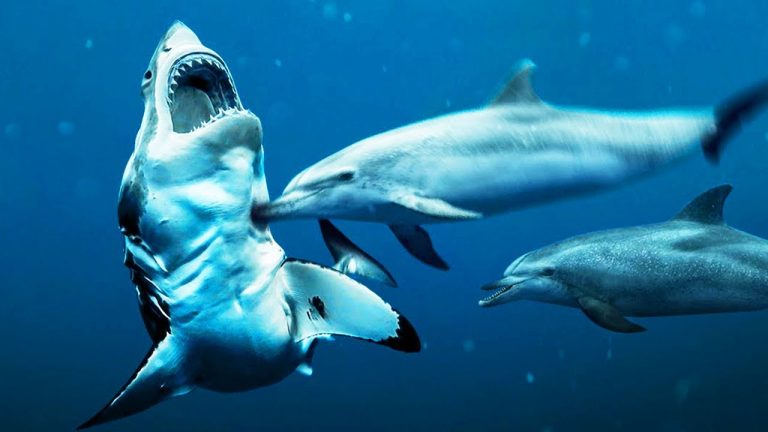 Cómo identificar al tiburón del delfín solo por la aleta dorsal