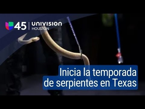 Cómo identificar las serpientes del este de texas