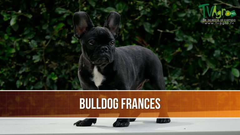 Cómo elegir un cachorro de bulldog francés