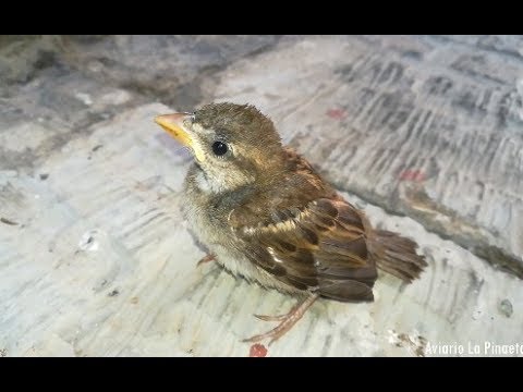 Cómo sacar un pájaro mascota de un árbol