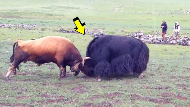Cómo distinguir entre una vaca y un alce de toro