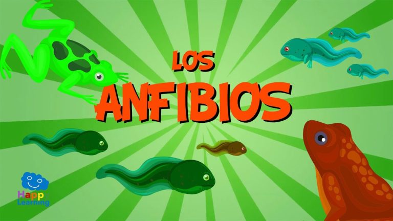 Cuál es el sistema digestivo de los anfibios