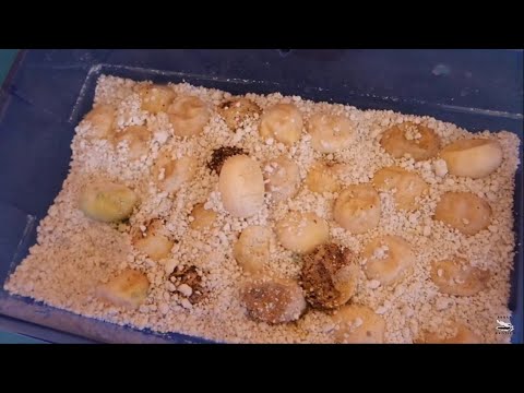 Qué pasa si comes huevo de iguana