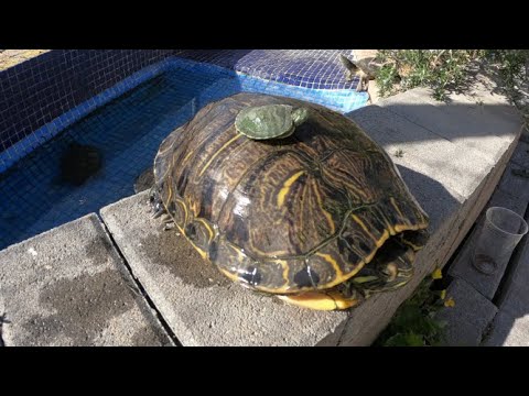 A que velocidad crecen las tortugas pintadas