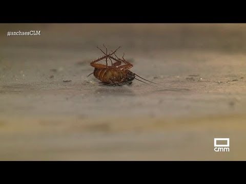 Cómo encontrar un nido de cucarachas