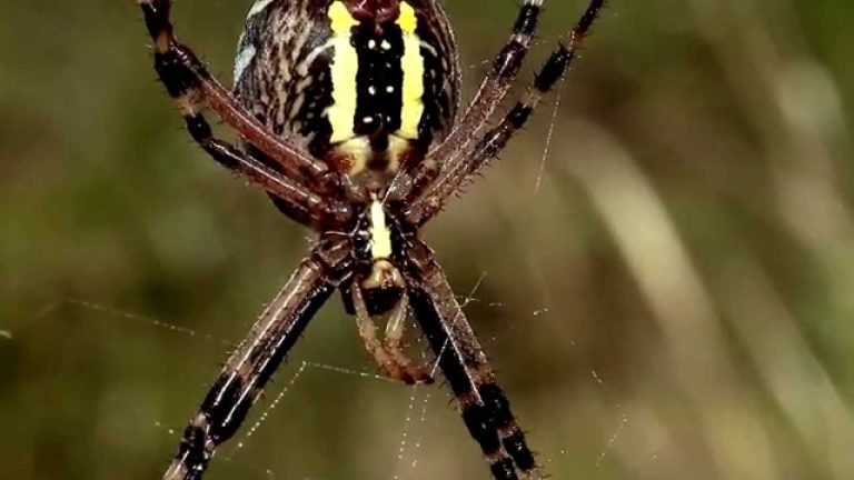 Cómo atrapan sus presas las arañas viudas negras