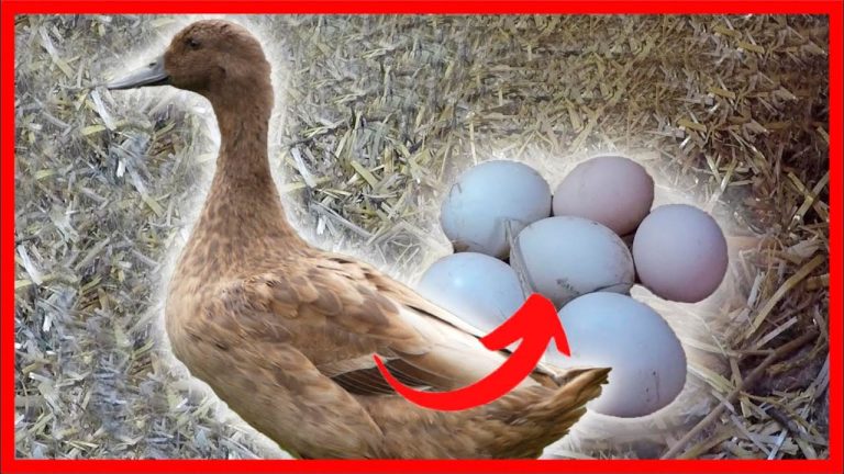 Cuantas horas al día tiene que pasar un pato sentado sobre sus huevos