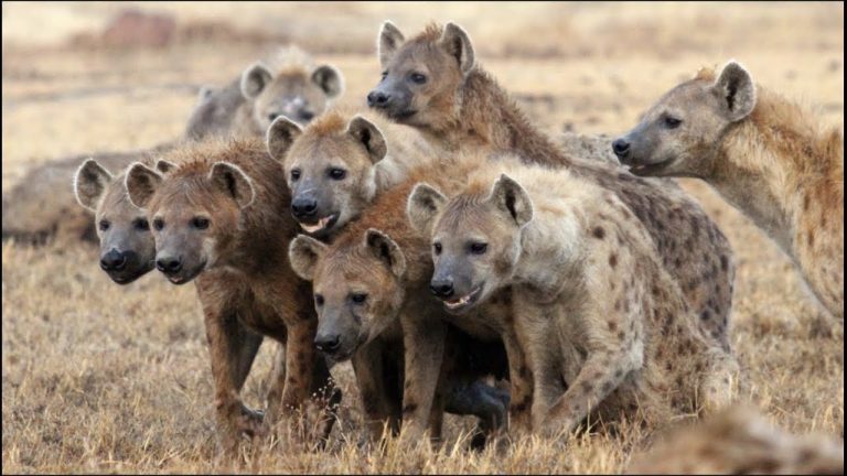 Que hacen las hienas durante el día