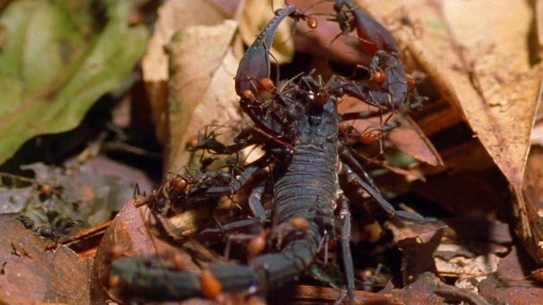 Diferencia entre las hormigas del ejercito y las hormigas conductoras