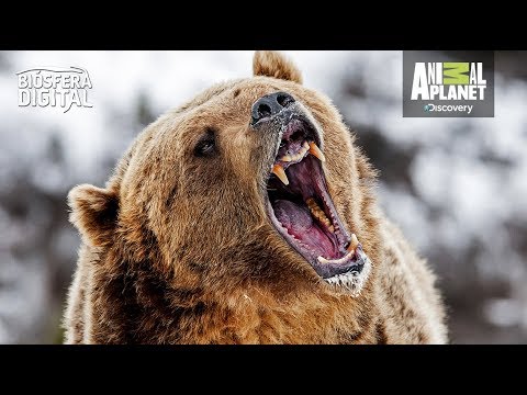 Cuantos osos grizzly hay en américa