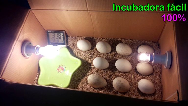 Cómo incubar huevos de pato