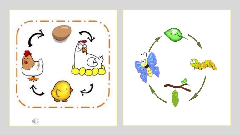Cuál es el ciclo de vida de las aves