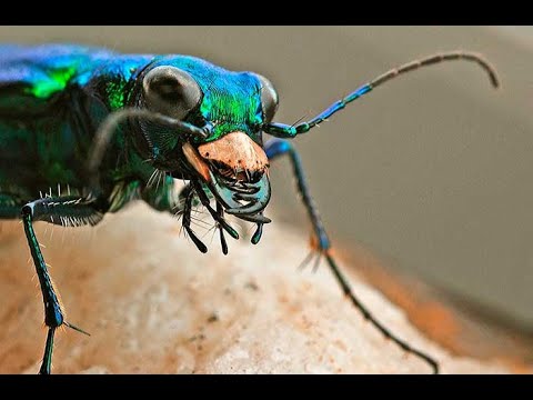 Cuál es el insecto más rápido del mundo