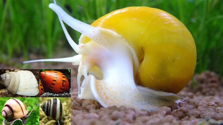Cómo tienen bebes los caracoles de agua dulce