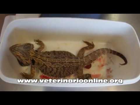 Cómo practicar la eutanasia humana a una iguana