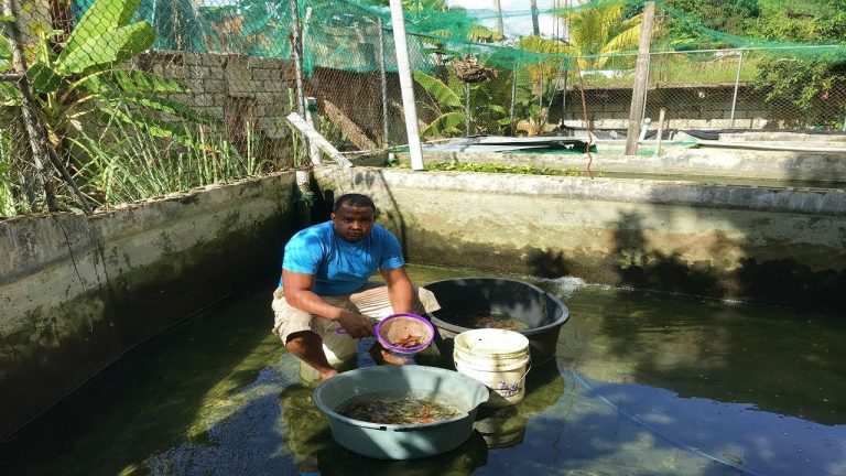Cómo mantener el agua de los estanques de koi limpia