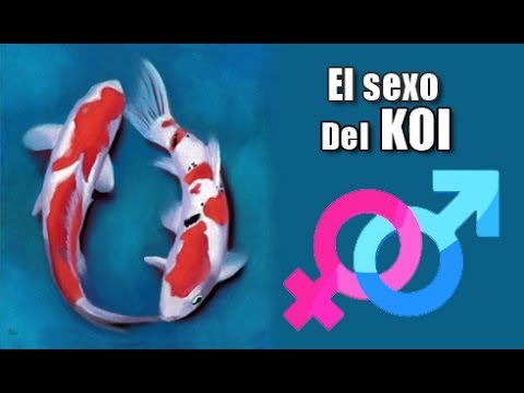Cómo saber si un pez koi es macho o hembra