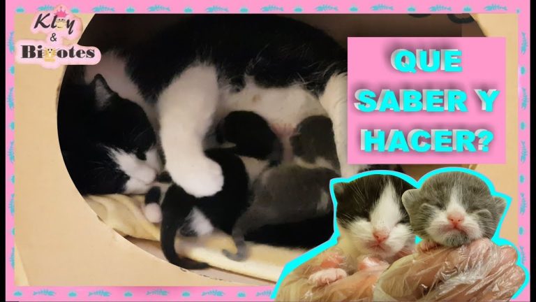 Cómo cuidar de los gatitos recién nacidos y de la gata madre