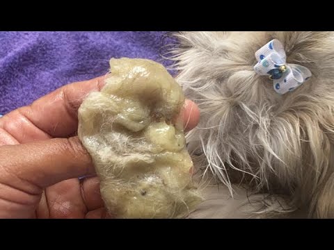 Cómo quitar el super pegamento de la pata de un perro