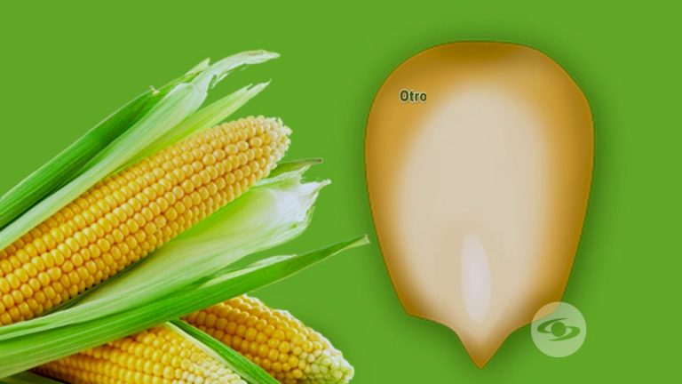 Cómo afecta a las vacas comer mucho maíz