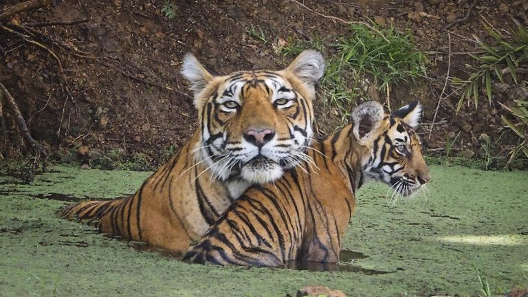 Que comen los tigres de indochina