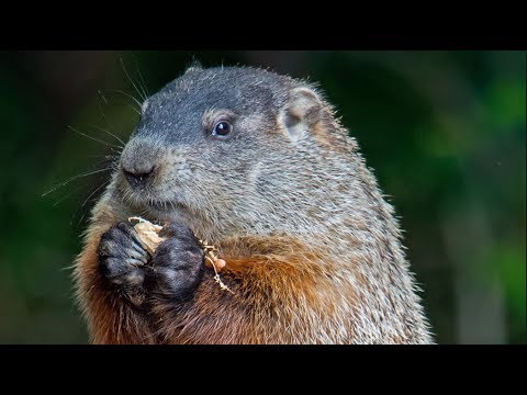 Cómo cuidar a un bebe marmota