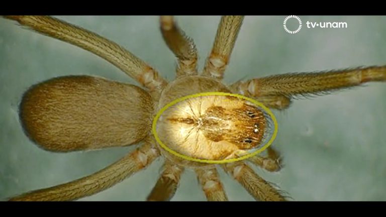 Cómo identificar a la araña grillo domestica