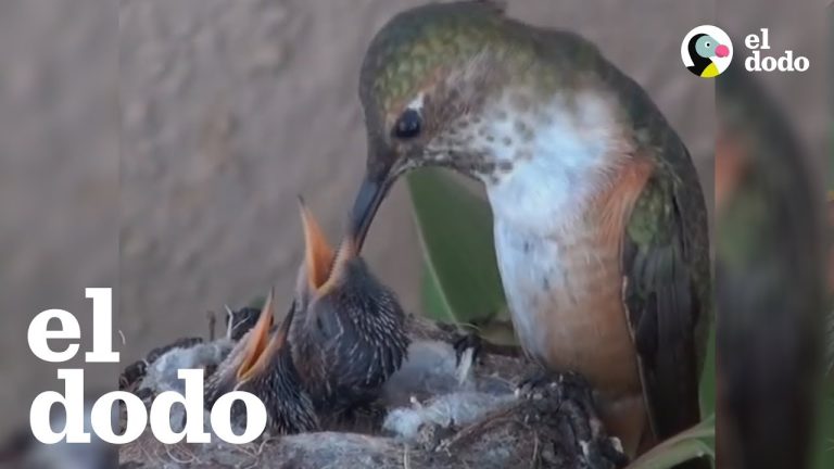 Cómo saber si un colibrí es un niño o una niña