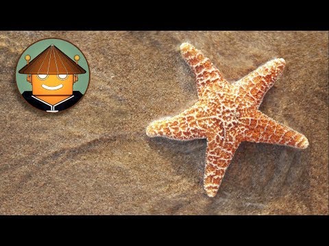 Cómo saber si una estrella de mar esta muerta