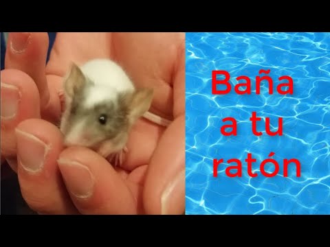 Cómo bañar a los ratones