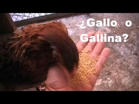 Cómo distinguir un gallo americano de una gallina