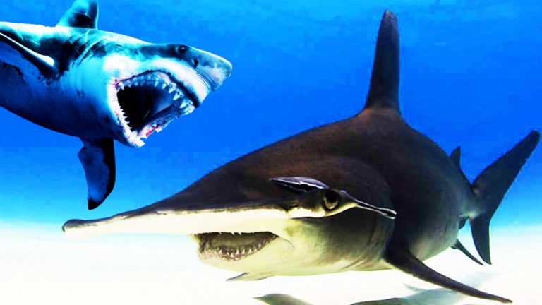 Cómo diferenciar entre el tiburón toro y el gran blanco