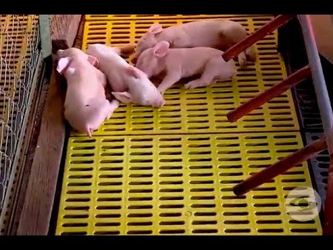 Cómo construir una caja de partos para un cerdo