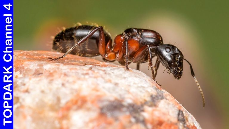 Cómo se duermen las hormigas