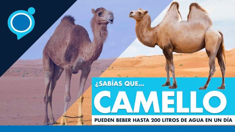 Cuanta agua puede beber un camello