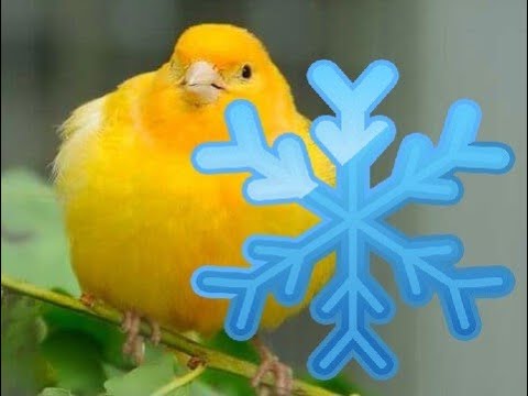 Cómo saber si un ave tiene frío