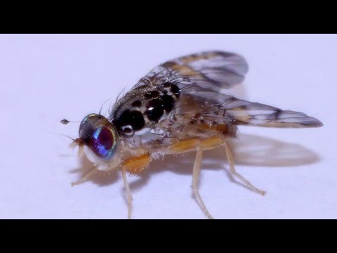 Cómo se llaman las moscas que no vuelan