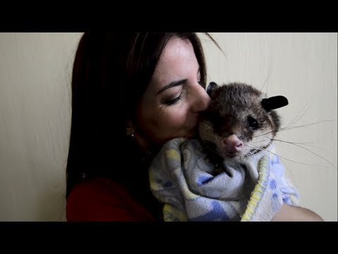 Cómo domesticar una mascota opossum