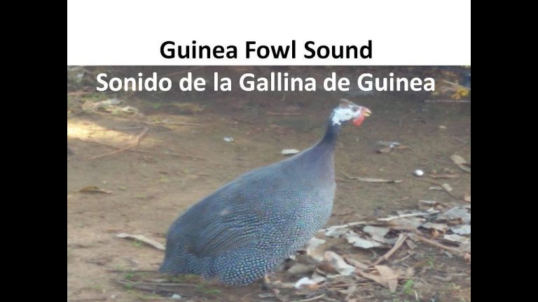 Que significan los ruidos del cerdo de guinea