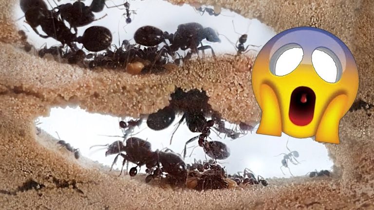 Cómo saben las hormigas Cómo encontrar su camino a casa