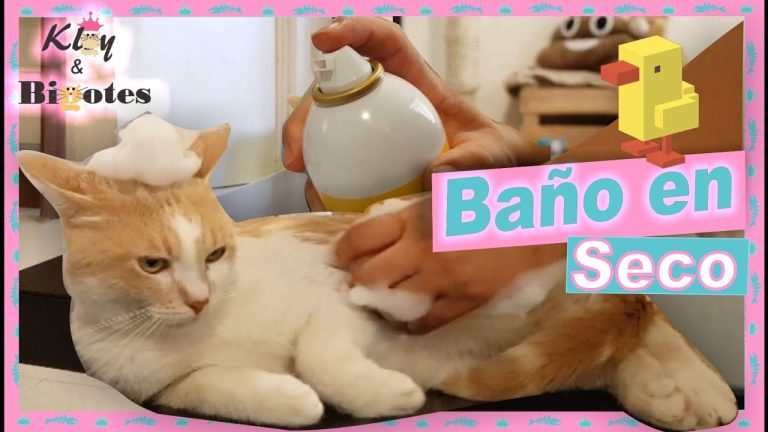Cómo darle a un gato un baño de esponja