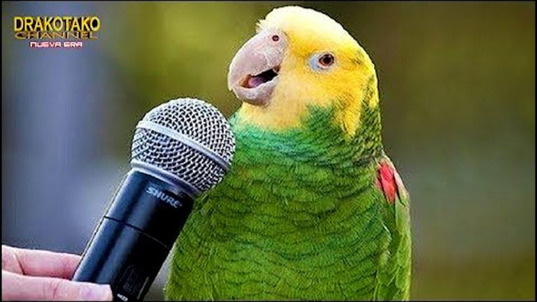 Qué aves pueden imitar la voz humana